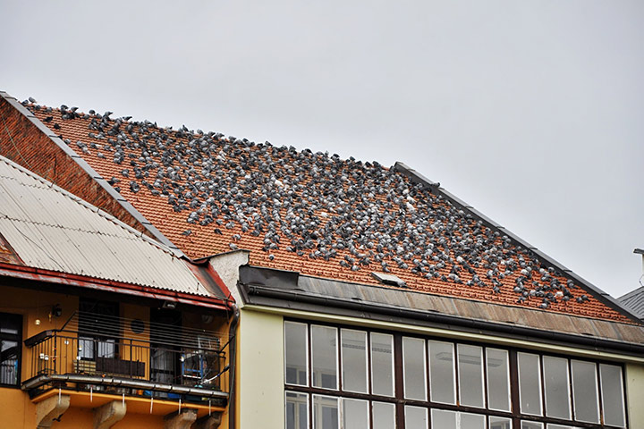 A2B Pest Control are able to install spikes to deter birds from roofs in Lewisham. 