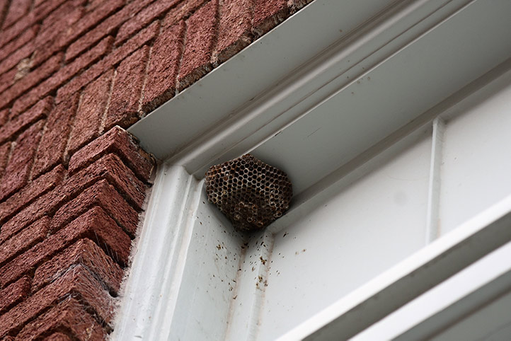 We provide a wasp nest removal service for domestic and commercial properties in Lewisham.